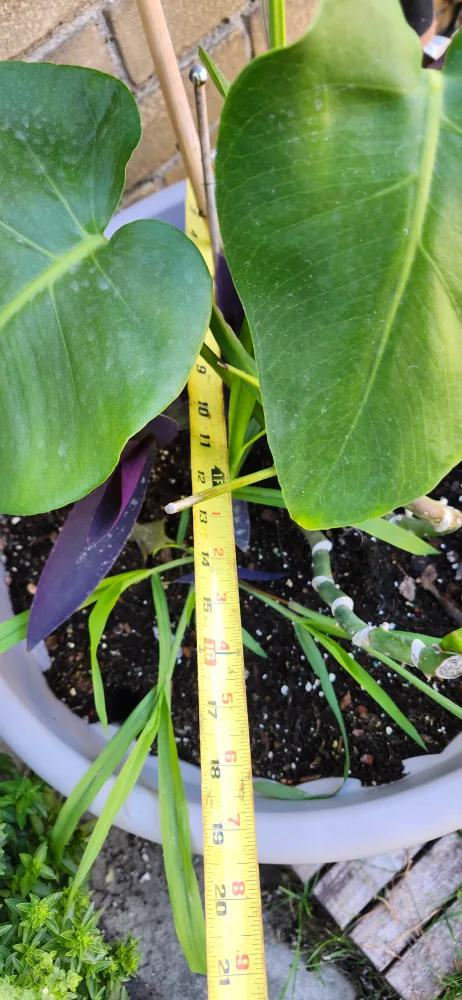 X-Large Potted Plants in Grey plastic . the price is firm image indicator(6)