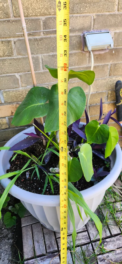 X-Large Potted Plants in Grey plastic . the price is firm image indicator(5)