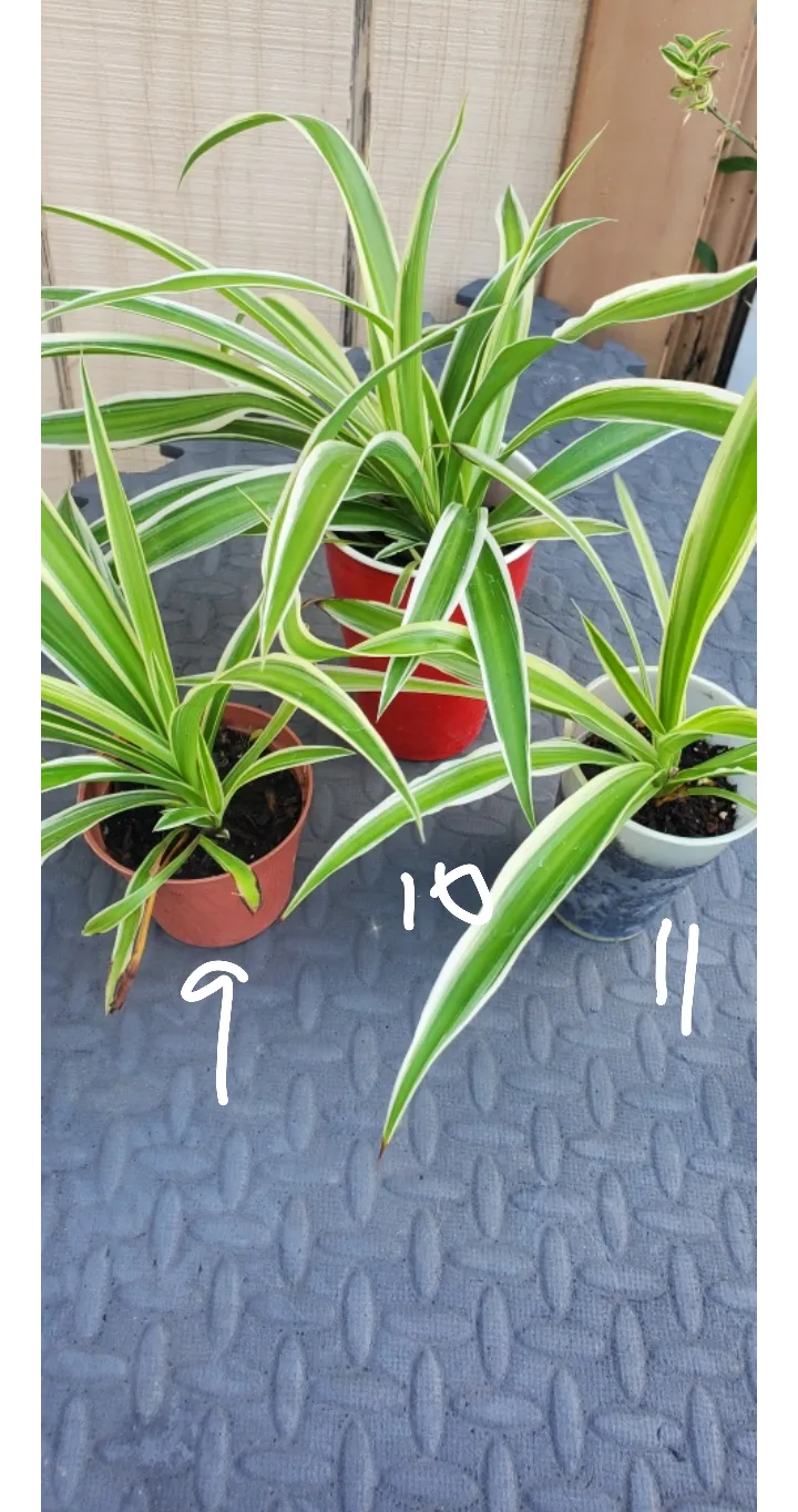 Spider Plant with Plantlets image indicator(9)
