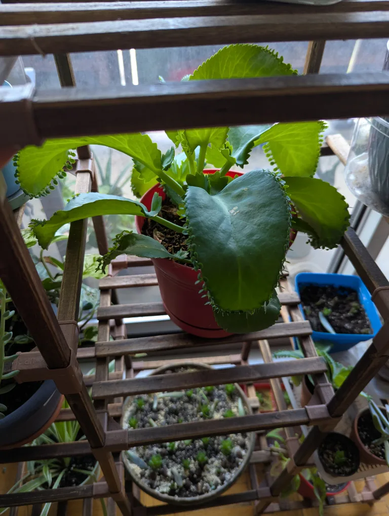 Mother of Thousands Plant