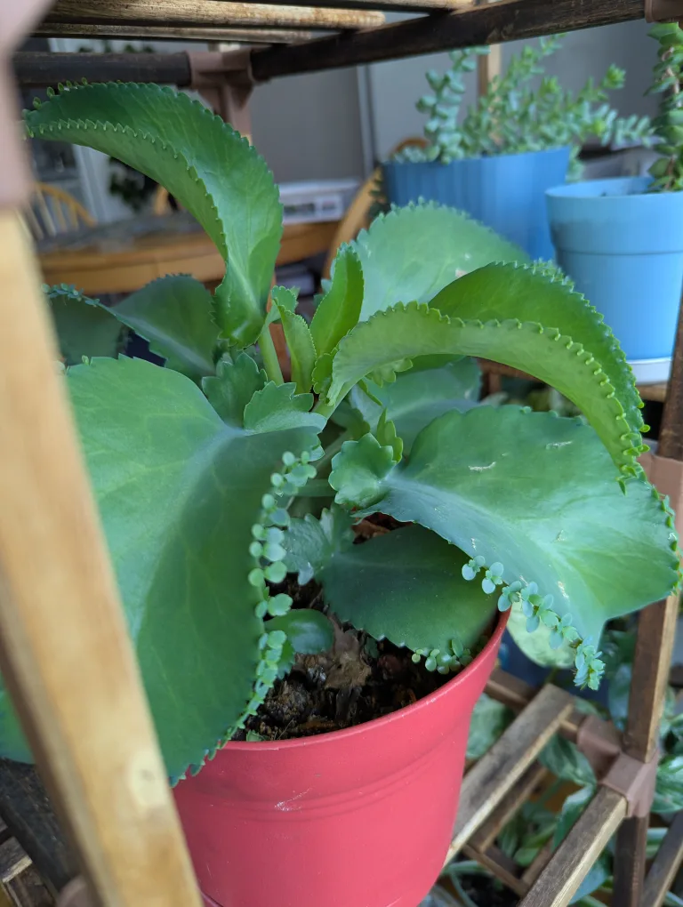 Mother of Thousands Plant image indicator(2)
