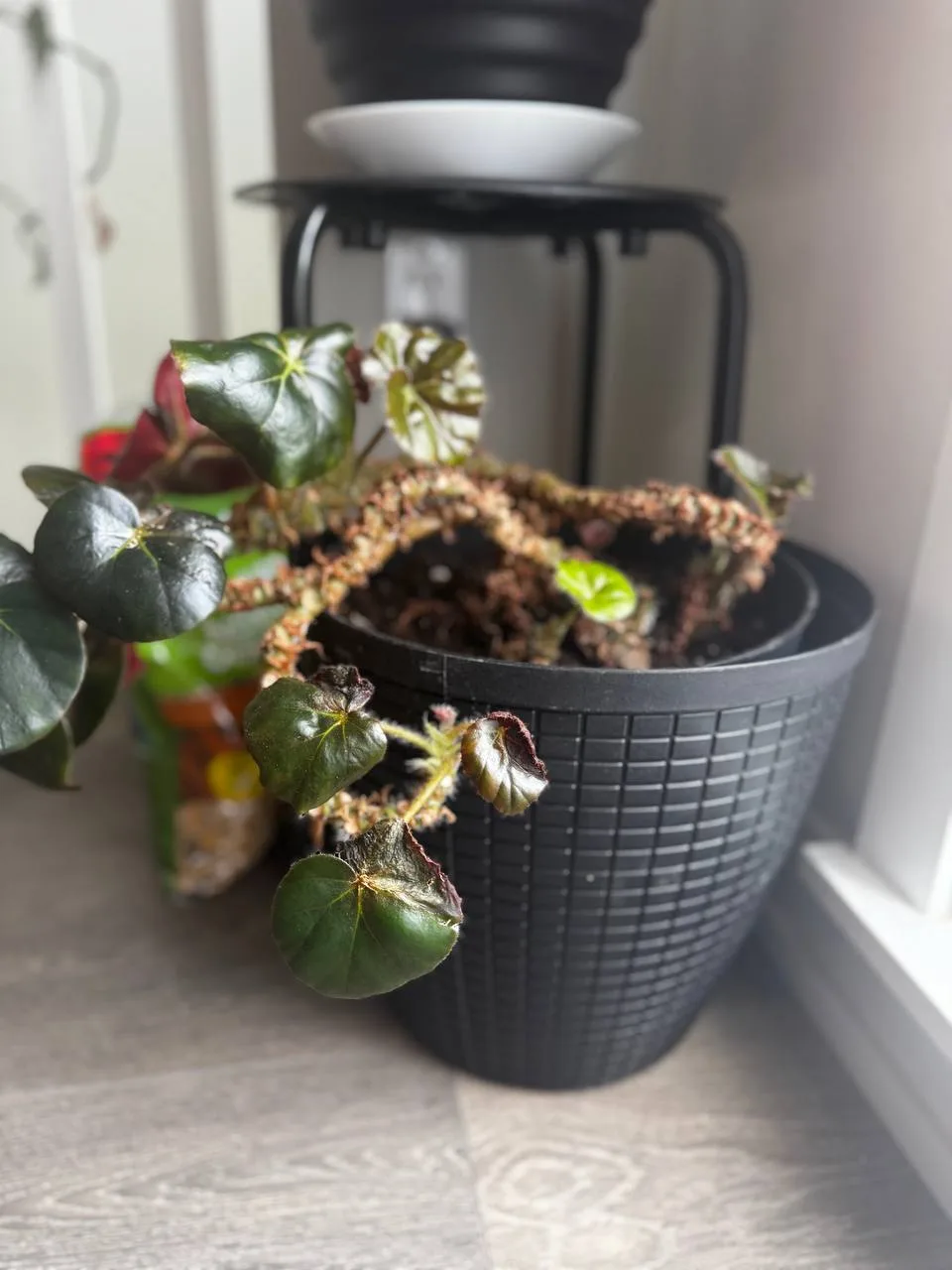 Potted Begonia Plant thumbnail