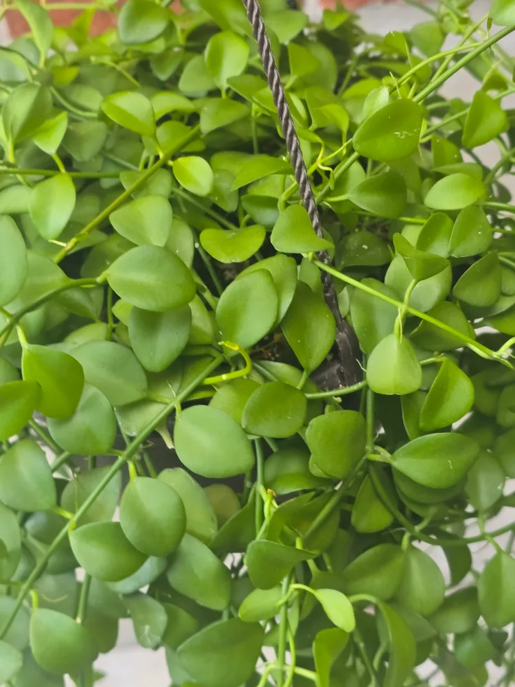 Hanging Dischidia Plant 8"hanging baskets image indicator(2)