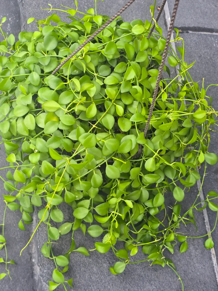 Hanging Dischidia Plant 8"hanging baskets image indicator(4)