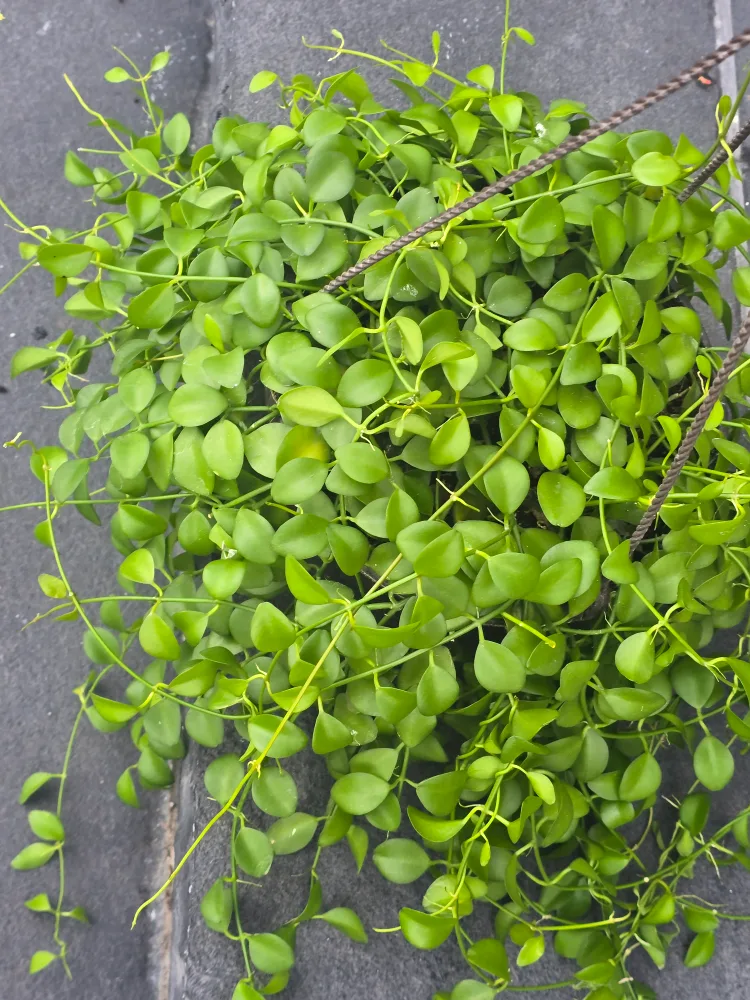 Hanging Dischidia Plant 8"hanging baskets image indicator(5)