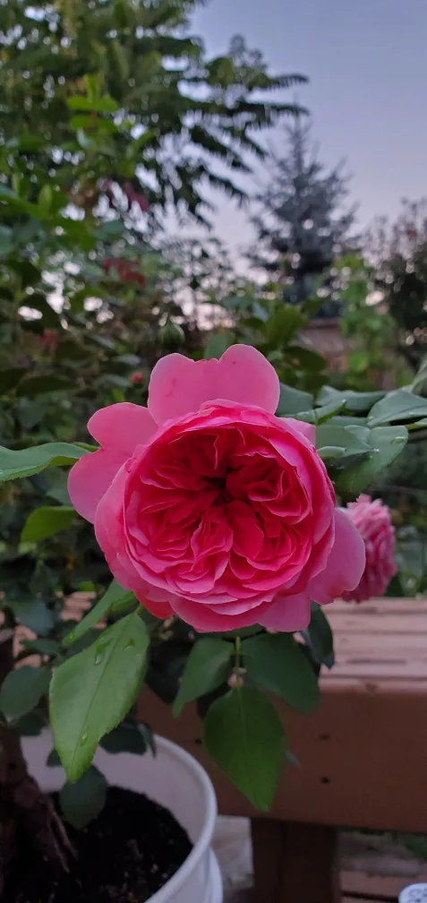 Leonardo Da Vinci image indicator(2)