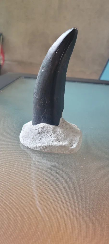 T-Rex Tooth Fossil Replica image indicator(3)