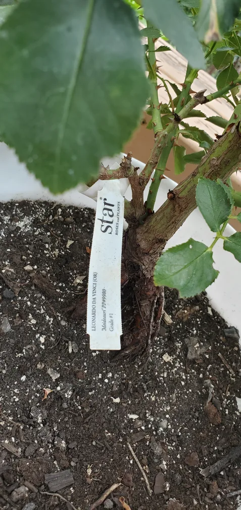 Leonardo Da Vinci image indicator(4)