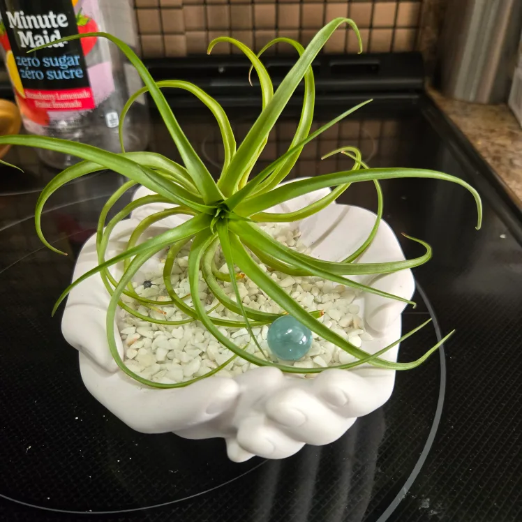 Air Plant in Hand-Shaped Planter thumbnail