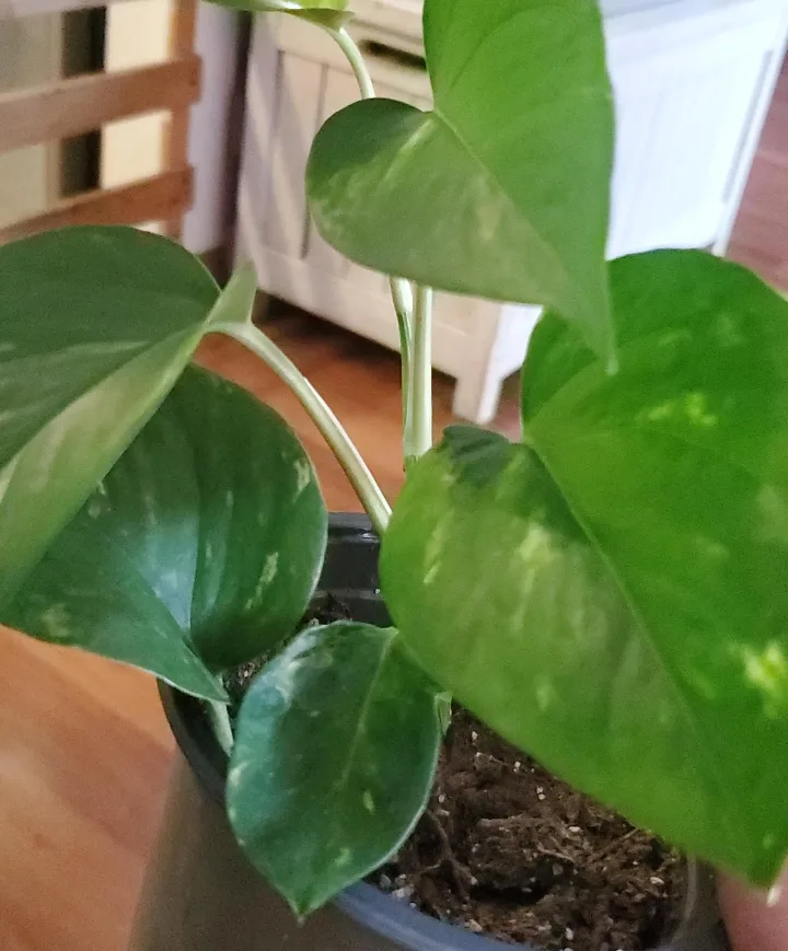 Pothos Plant image indicator(4)