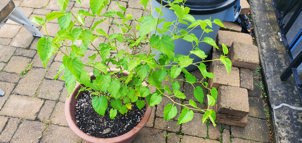 Mulberry bush - photo 2