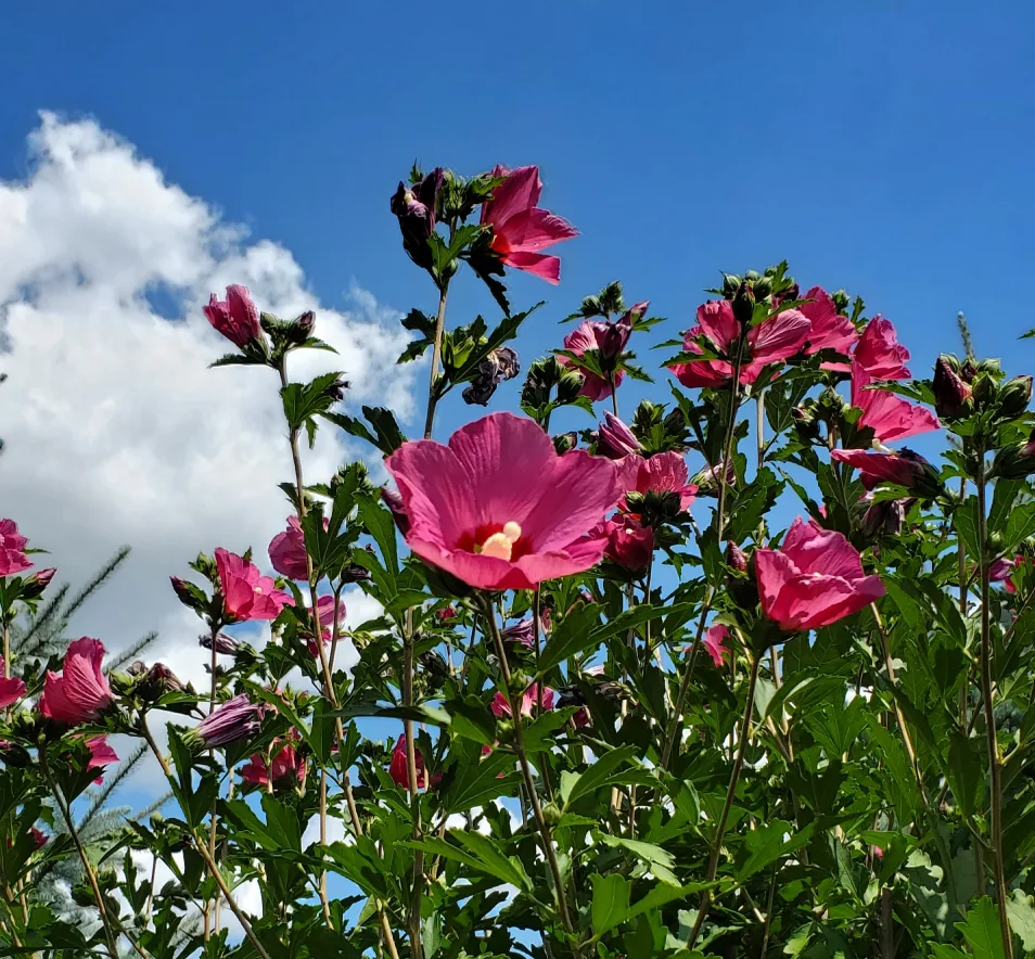 Rose of Sharon image indicator(2)