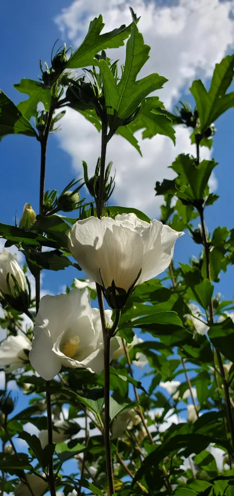 Rose of Sharon image indicator(3)