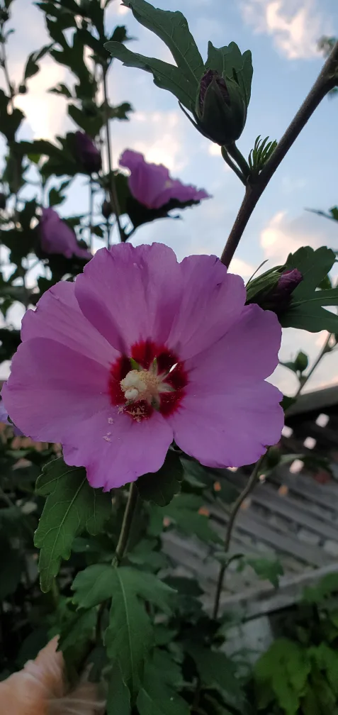 Rose of Sharon image indicator(4)