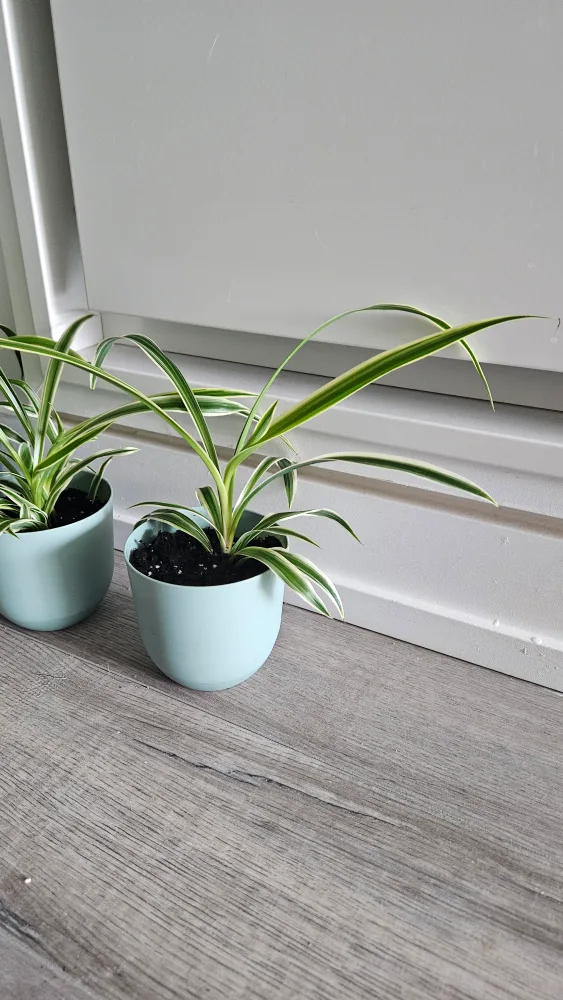 Spider Plant in Light Blue Pot image indicator(2)