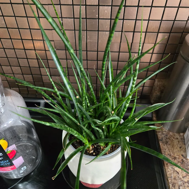 Face Planter with Snake Plant image indicator(2)