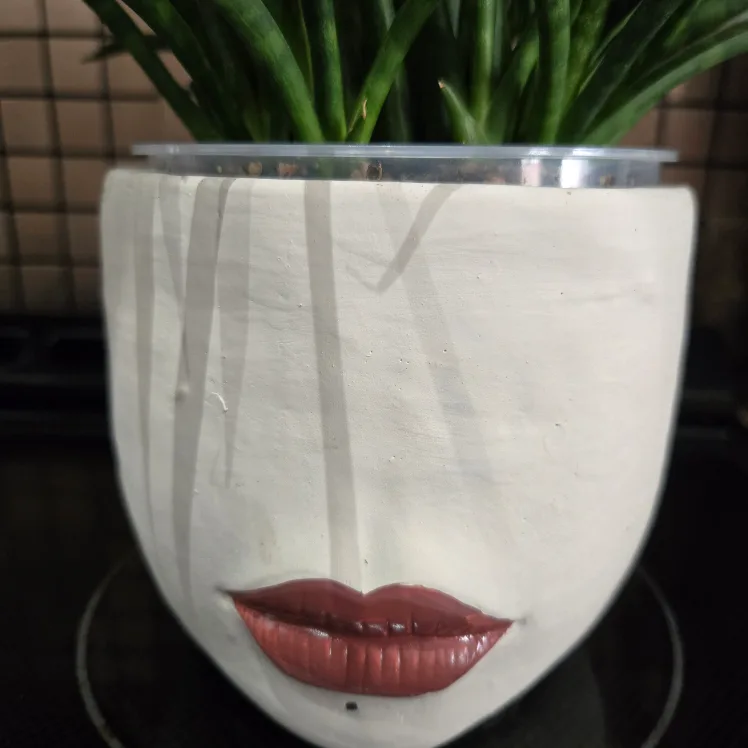 Face Planter with Snake Plant image indicator(3)