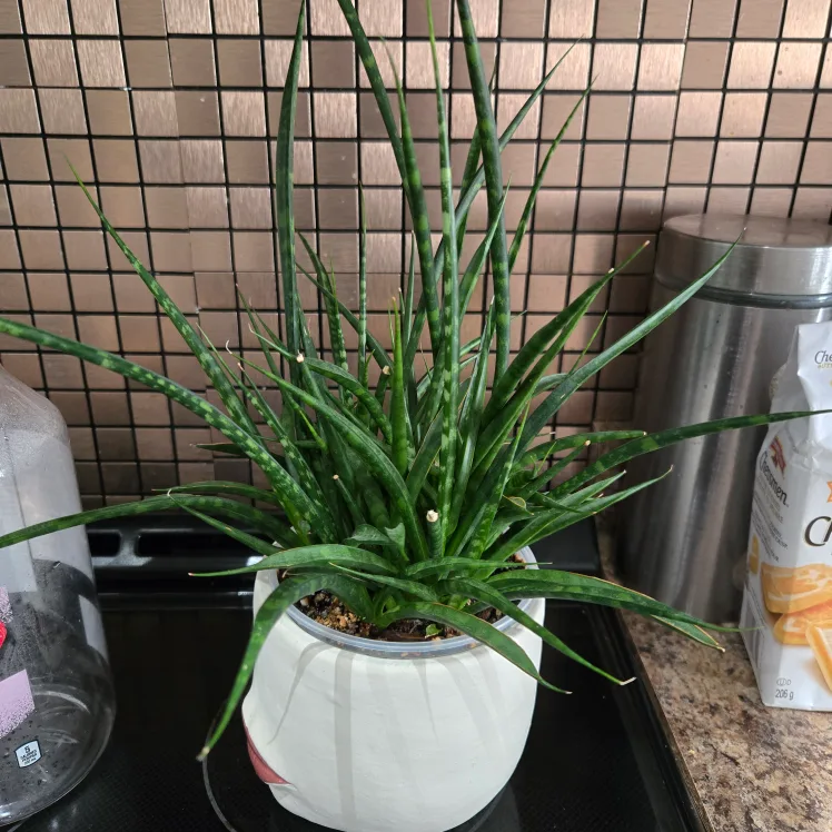 Face Planter with Snake Plant image indicator(4)