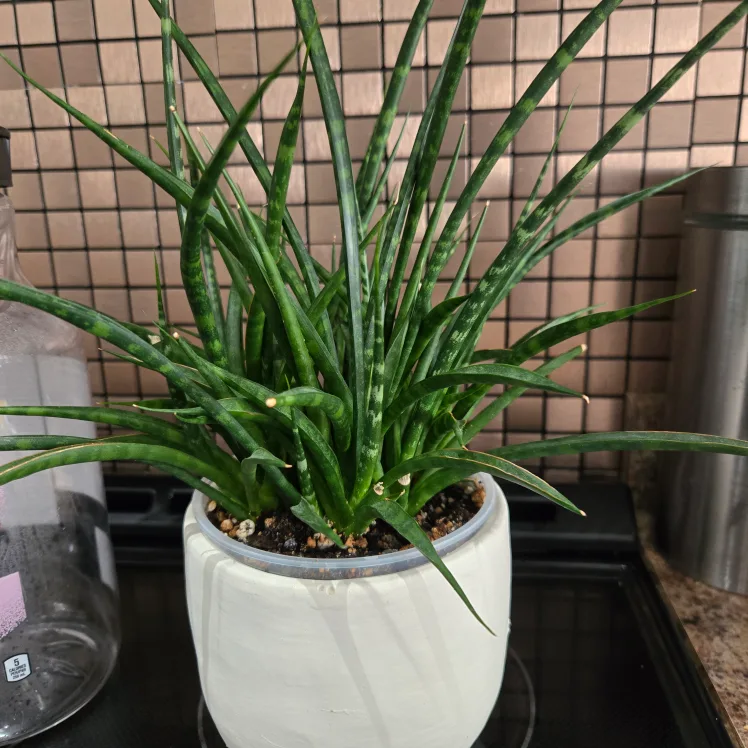 Face Planter with Snake Plant image indicator(5)