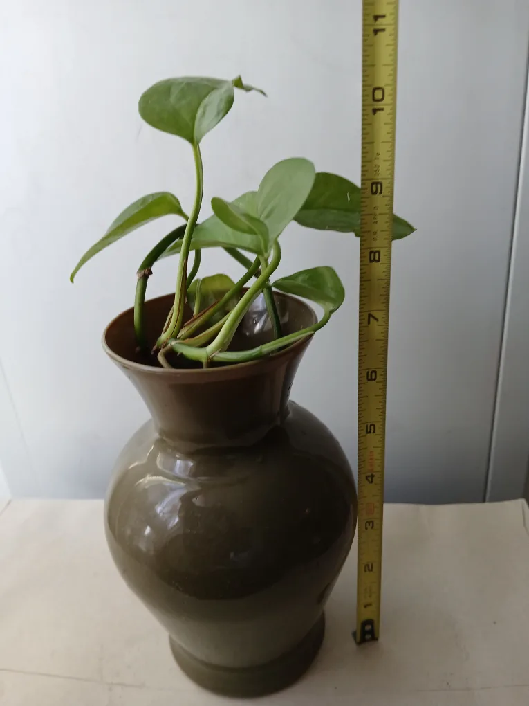 Price drop! Rooted Pothos Plant w/Vase available. Final price❗️ image indicator(2)