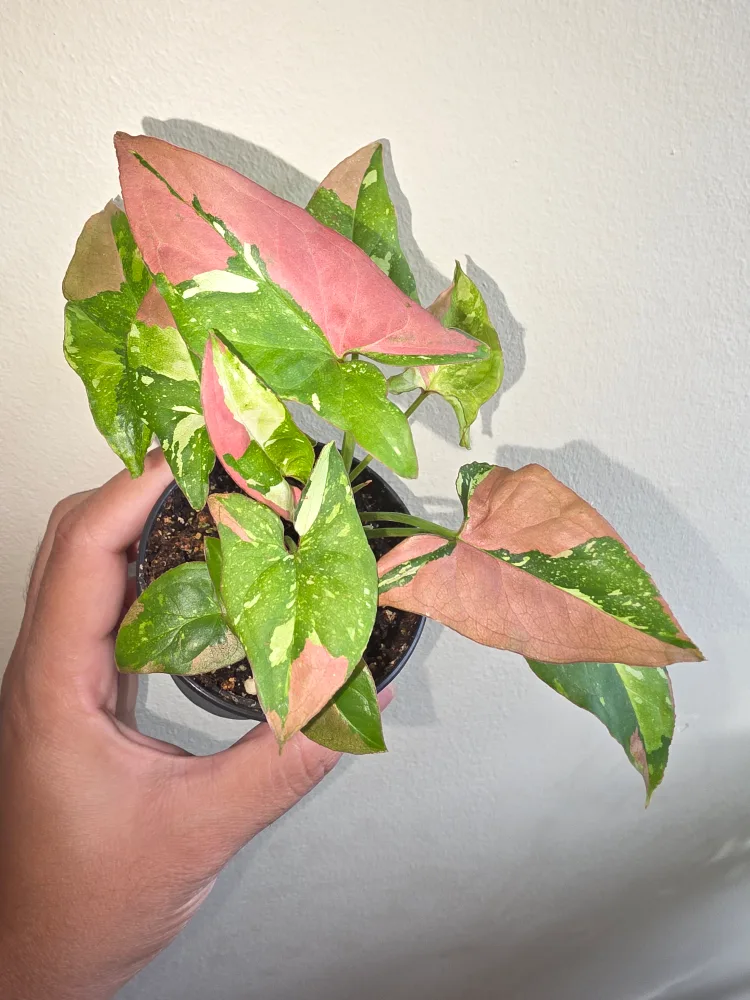 Syngonium red spot triocolor thumbnail