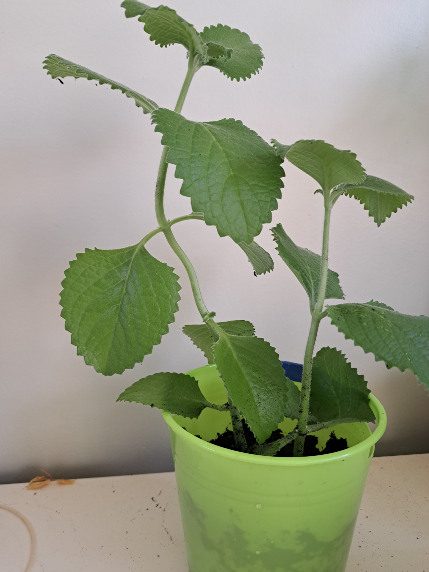 Green Cuban Oregano Plant