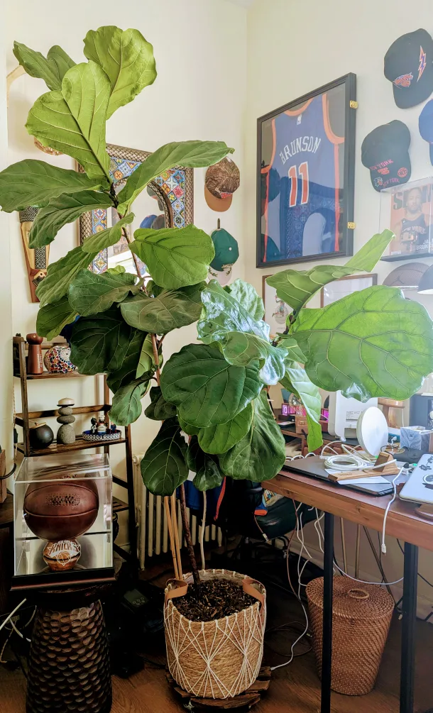 Fiddle Leaf Fig Tree image indicator(2)