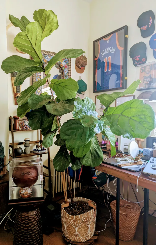 Fiddle Leaf Fig Tree image indicator(3)