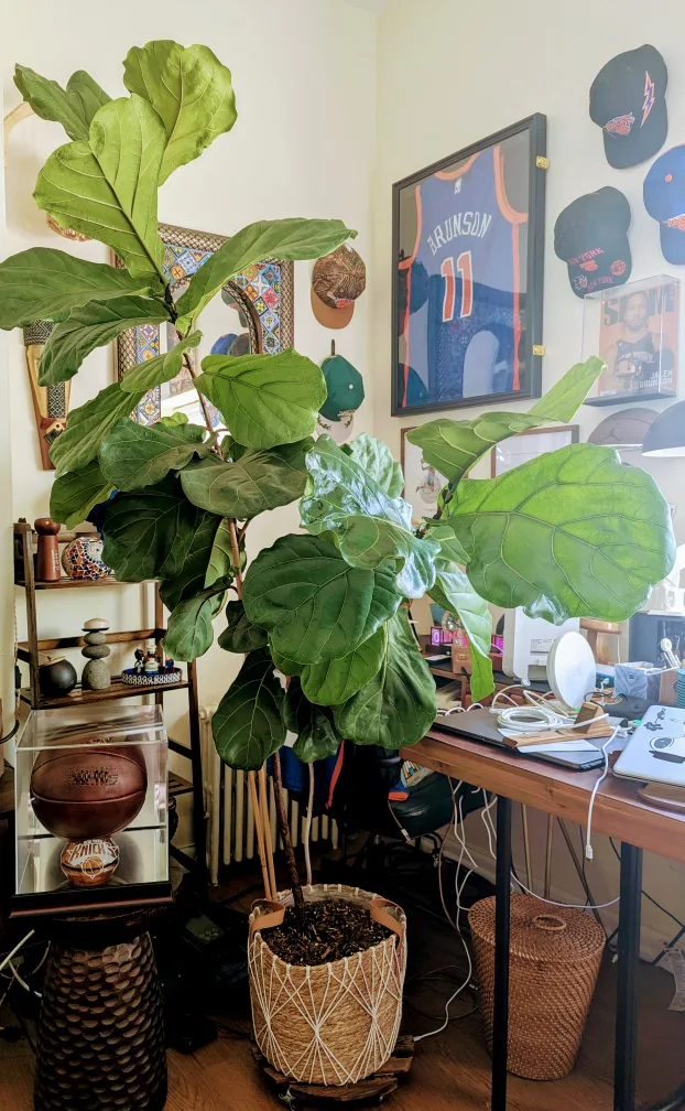 Fiddle Leaf Fig Tree image indicator(4)