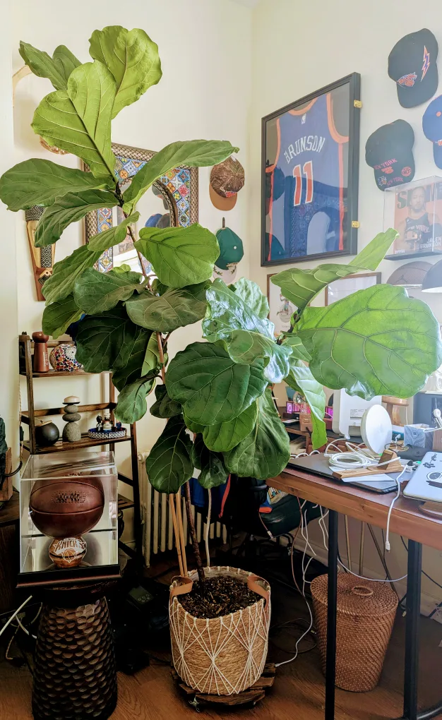 Fiddle Leaf Fig Tree image indicator(5)