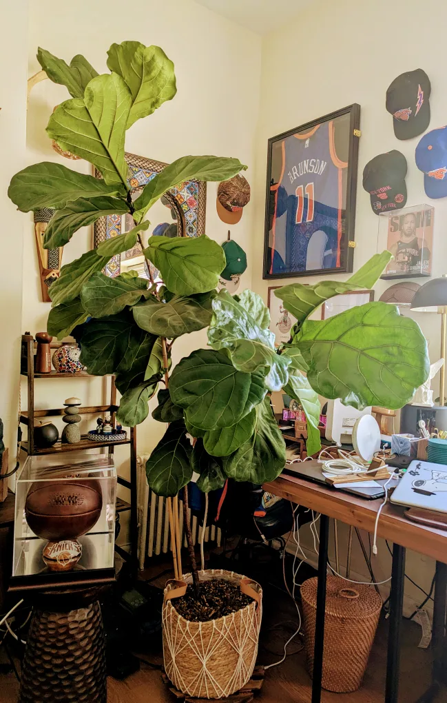 Fiddle Leaf Fig Tree image indicator(6)