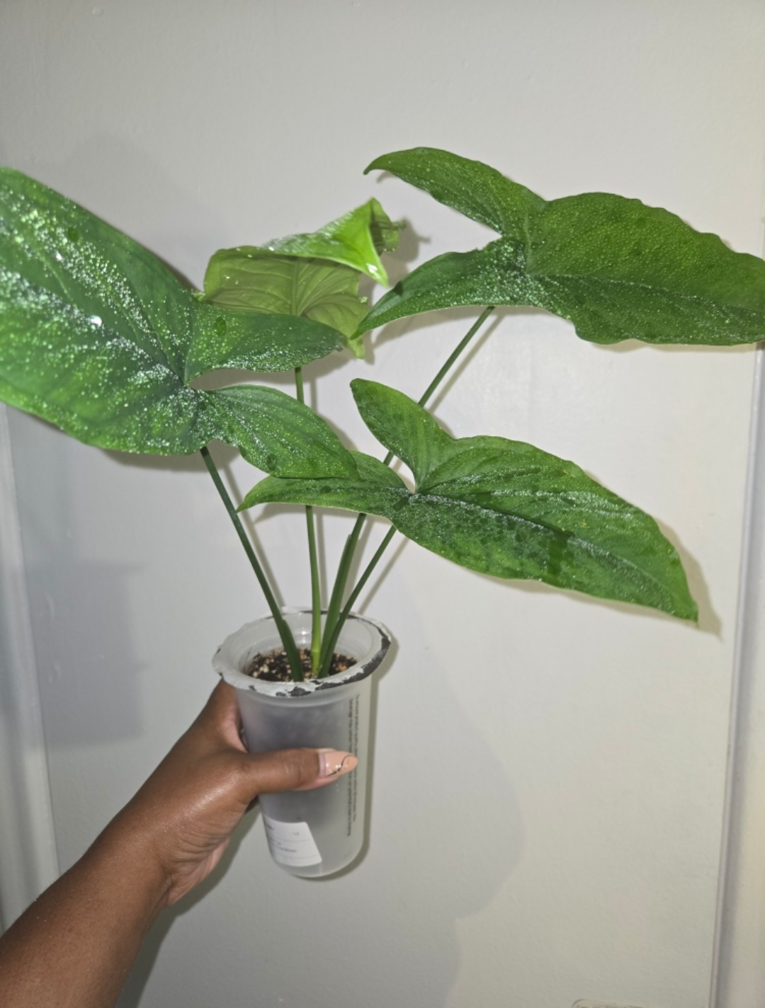 Syngonium MOJITO plant, REVERTED✨️🌿