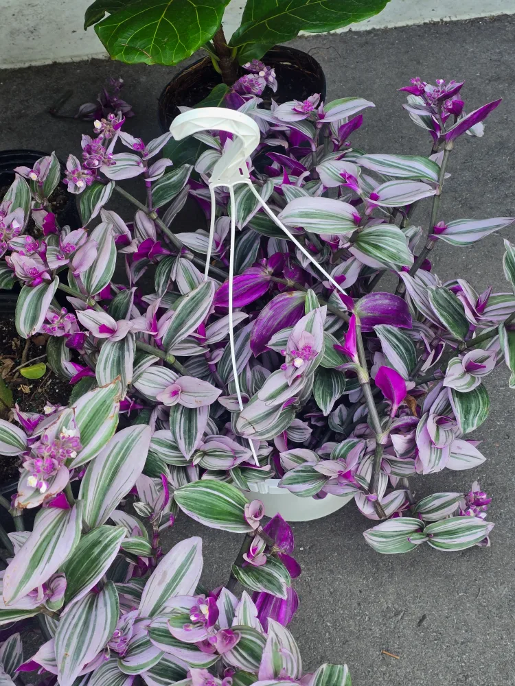 Tradescantia Nanouk 8"hanging  baskets image indicator(2)