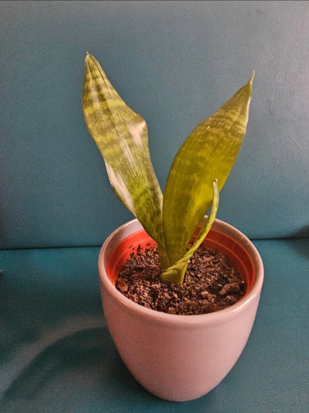 Snake Plant🧡