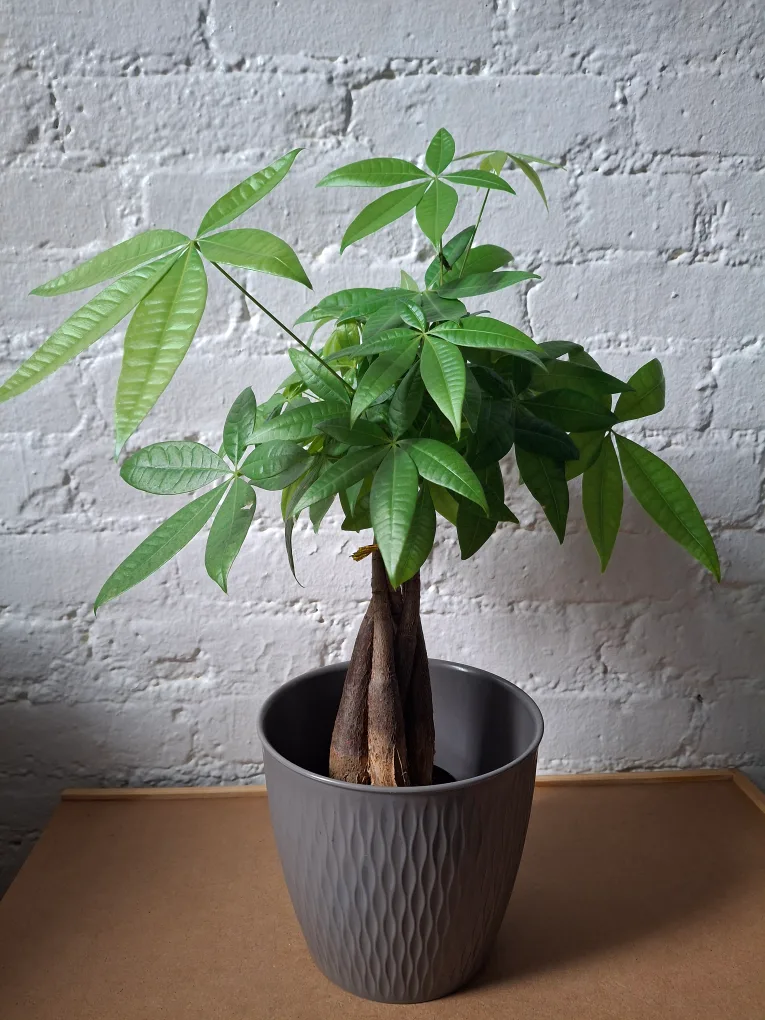Live Money Tree in Gray Pot thumbnail