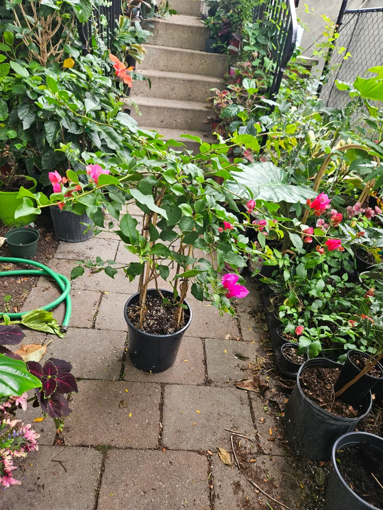 Potted Bougainvillea Plant image indicator(2)