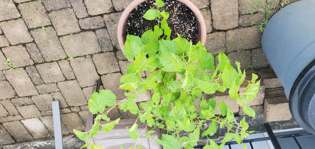 Mulberry bush