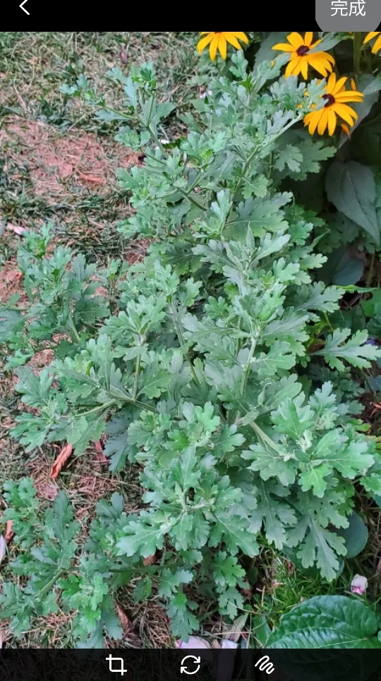 Chrysanthemum image indicator(4)