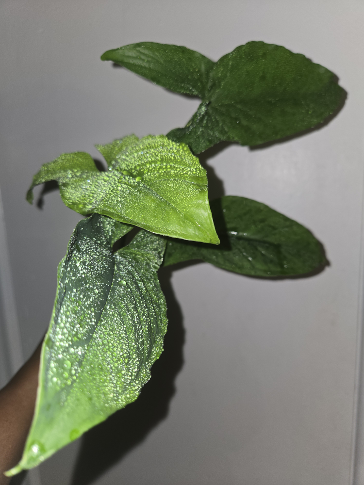 Syngonium MOJITO plant, REVERTED✨️🌿 - photo 2