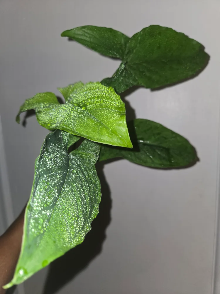 Syngonium MOJITO plant, REVERTED✨️🌿 image indicator(2)
