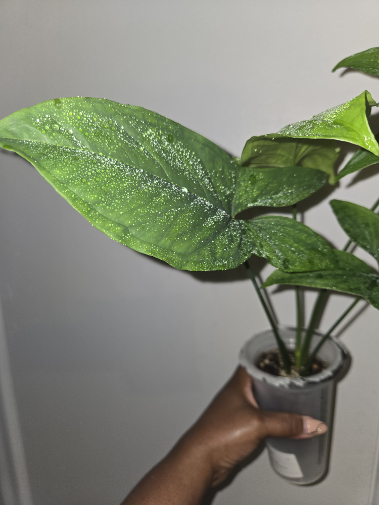 Syngonium MOJITO plant, REVERTED✨️🌿 - photo 3