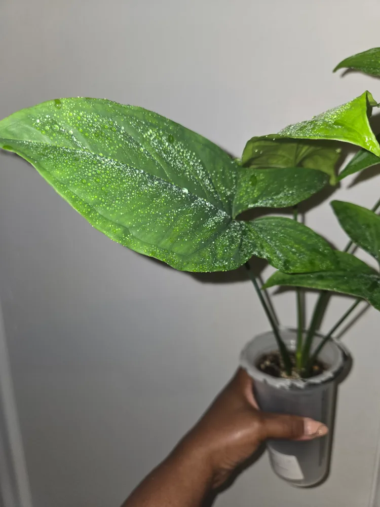 Syngonium MOJITO plant, REVERTED✨️🌿 image indicator(3)