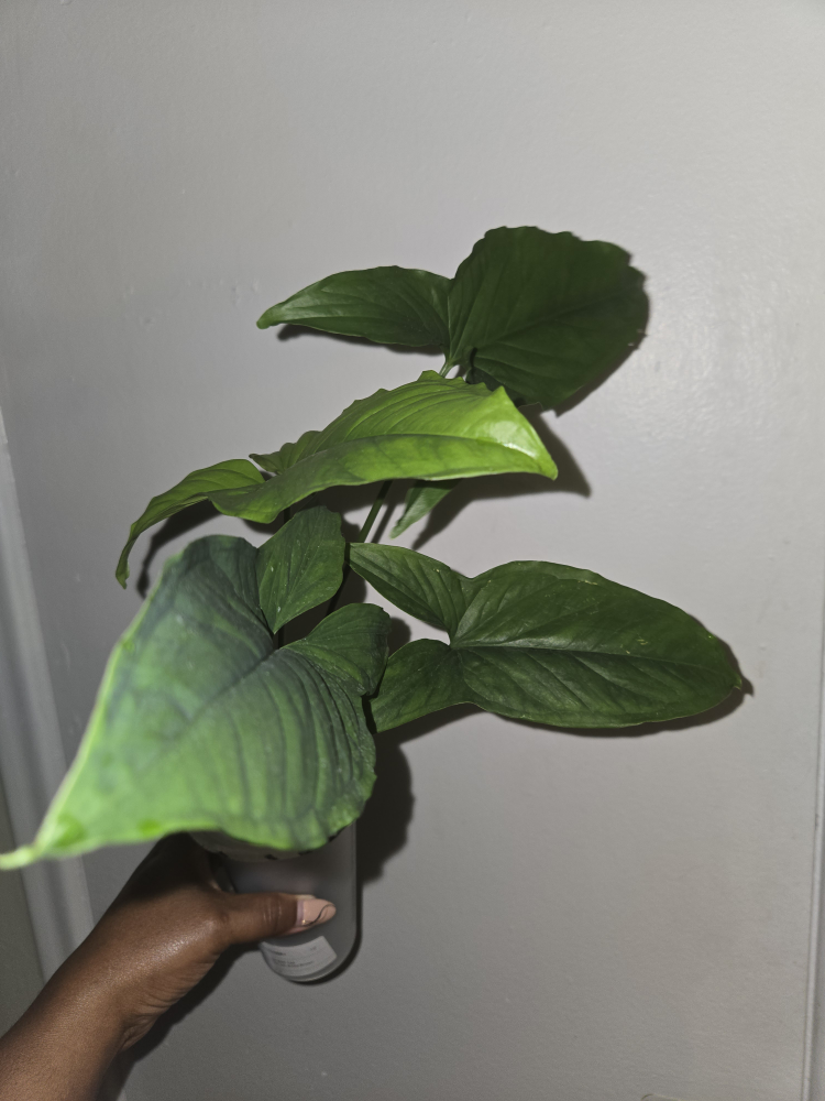Syngonium MOJITO plant, REVERTED✨️🌿 - photo 4