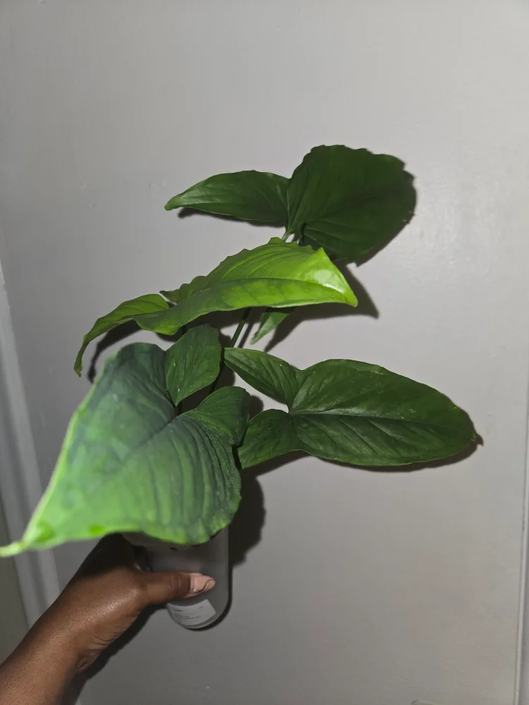 Syngonium MOJITO plant, REVERTED✨️🌿 image indicator(4)