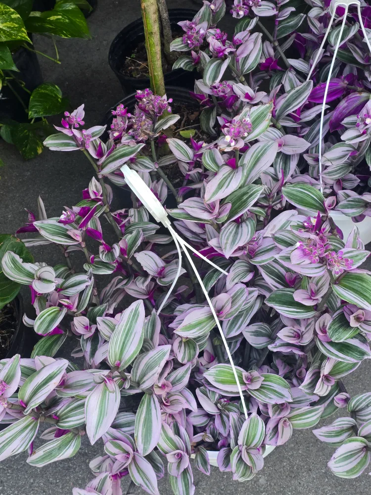 Tradescantia Nanouk 8"hanging  baskets thumbnail