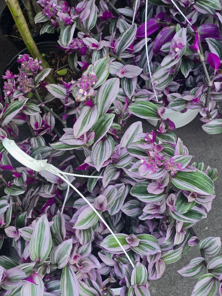 Tradescantia Nanouk 8"hanging  baskets image indicator(3)