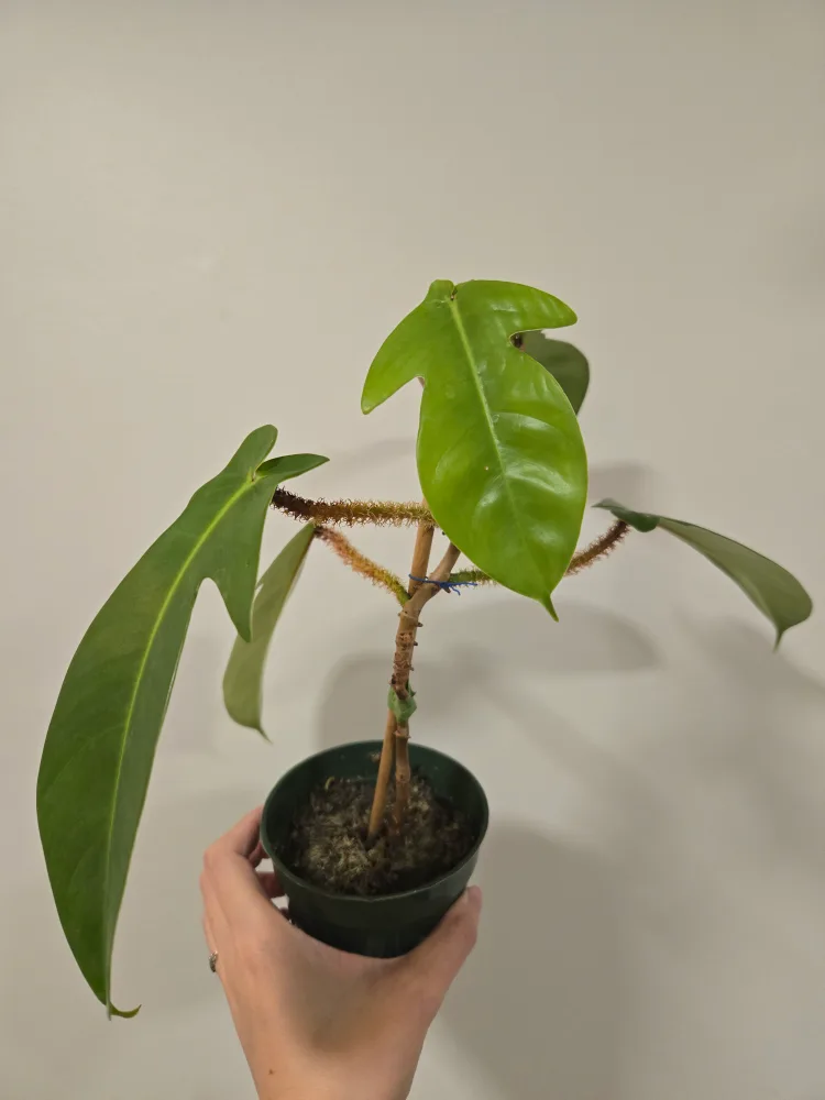 Philodendron squamiferum plant 🧡 thumbnail