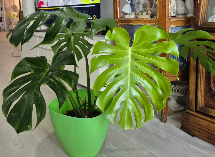 Monstera Plant in Green Pot image indicator(3)