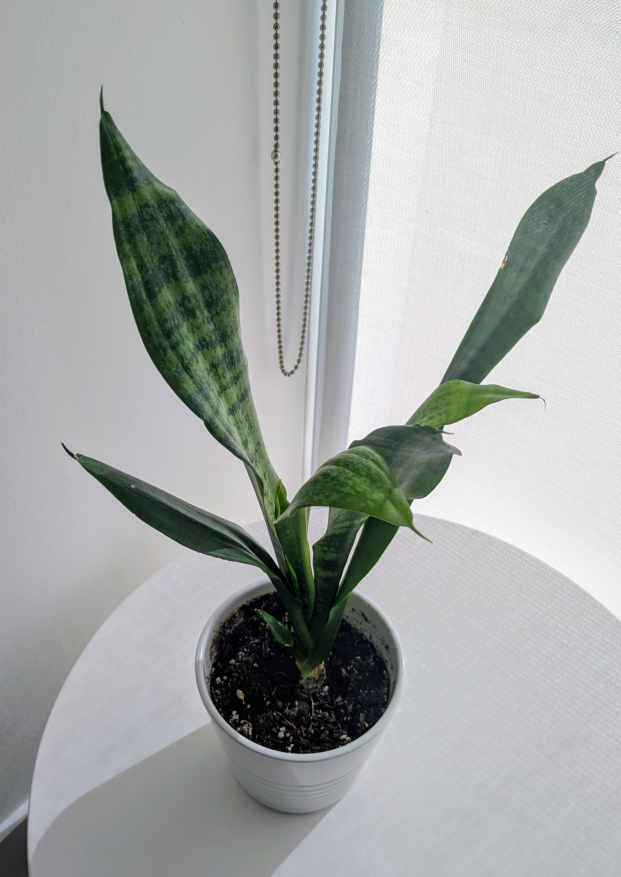 small snake plant