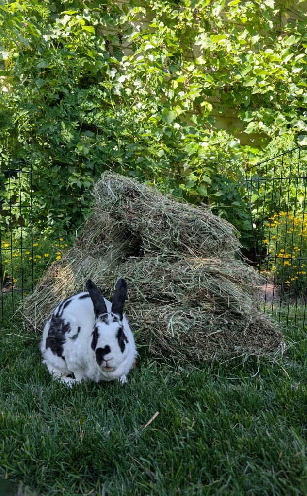 Timothy hay Approximately 2.5 kilograms image indicator(5)